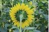 Pick sunflowers while their backs are green.