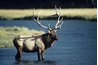 Chronic wasting disease is exclusive to North America, infecting both deer and elk in the United States and Canada.