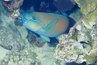 High-end fish stores sell food specially formulated for parrot fish.
