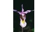 The aerial roots of the orchid perform photosynthesis.
