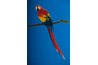 Not all parrots have a preen gland.