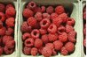 Bababerry produce large, soft fruits in late summer or early fall.