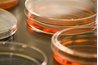 Plastic, disposable petri dishes are compatible with ferrofluid.