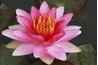 Use a lotus flower for inspiration for your lantern.
