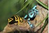 Vibrant colors often mean poison in the Amazon