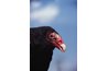 Humanely disturbing a turkey-vulture roost for a few nights may persuade the birds to vacate.