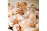 Selling live chicks can be profitable.