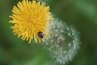 Dandelions are self-propagating.