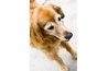 Name your golden after a beloved ancestor.