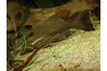 Plecos come from the Amazon basin.