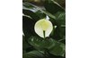 Peace lily leaves are naturally shiny when clean.