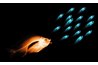 Swim bladders control fish buoyancy.