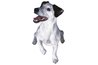 Jack Russell Terriers are excellent vermin hunters.