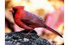 Both the male and female cardinal helps to raise their young.