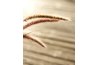 Flowers of dallisgrass are less stiff than the flowers of other grasses.