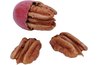 Pecans come from pecan hickories.