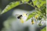 Tomato blossoms draw native bumblebees to gardens.