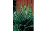 Aloe vera relieves sunburn, moisturizes and promotes wound healing.