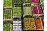 These are some of the 21 million flowers sold every day at Aalsmeer.