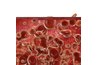 3D of blood.