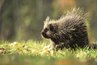 Porcupines often rest in tree canopies.