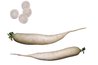 Daikon can grow up to 18 inches and weigh up to 6 pounds.