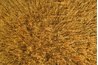 Patches of brown grass may be a sign of sod webworm damage.