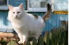 There are various risks your cat faces outdoors.