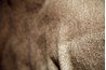 Chenille’s three-dimensional yarns give it a slight sheen.