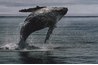 Humpback whales are dark gray to black in color.