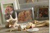 Sand dollars are saved as souvenirs and used in crafts.