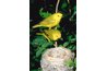 Most birds' eyes are aligned with their nostrils, which sit on top of the beak.