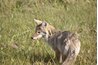 A true coydog likely has one pure coyote for a parent.