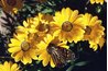 Seeds collected in fall result in a beautiful spring.