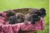 Keep newborn puppies warm while Mama is out of the box.