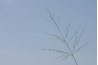 Flowers on crabgrass are branched on spikelets.