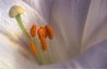 These stamens feature orange, pollen-covered anthers, the orange pollen dusting the flower's petals.