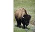 Bison bulls are noisy and energetic during the late-summer rut.