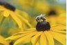 Long-blooming native rudbeckias coexist with native bees.