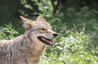 Coydogs can exhibit the coyote's distinctive mouth gape.