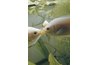 Tropical fish may survive winters in the southernmost parts of the continental United States.
