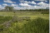 Marshes near Lake Michigan at Indiana Dunes National Lakeshore.