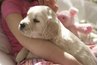Introduce puppies to other family dogs one at a time.