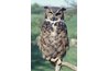 In late winter, horned owls might nest in a large willow.