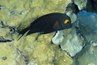 Surgeonfish enjoy the occasional live treat.