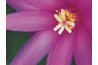 Three distinct rings of parts make this flower a hermaphrodite.