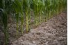 Corn stalks have fibrous prop roots for additional support.