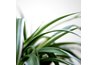 Spider plants do well in terrariums.