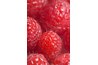 "Dorman Red" Raspberries produce slightly fuzzy berries with nickel-sized diameters.