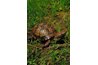 The buoyant box turtle.